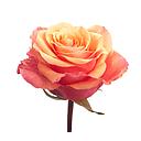 Ecuardo Rose